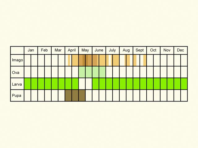  Life stages table Copyright Martin Evans 