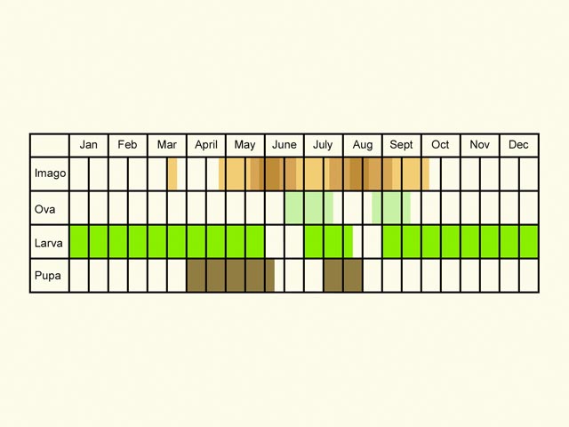  Life stages table Copyright Martin Evans 