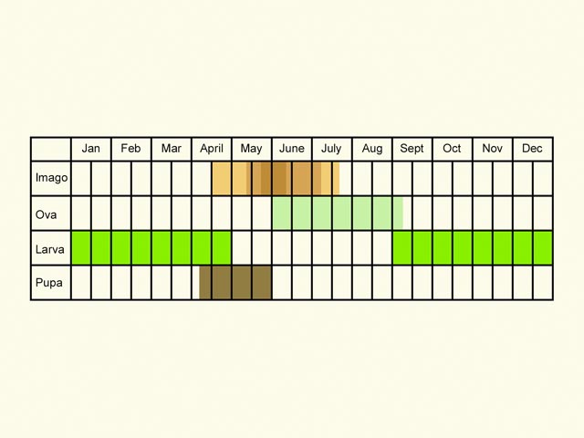  Life stages table Copyright Martin Evans 