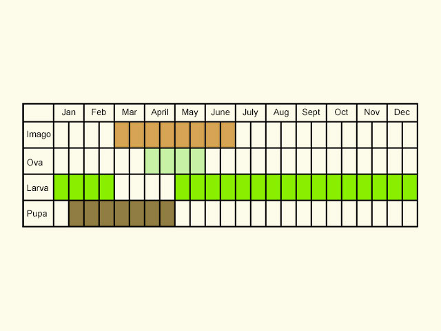  Life stages table Copyright Martin Evans 