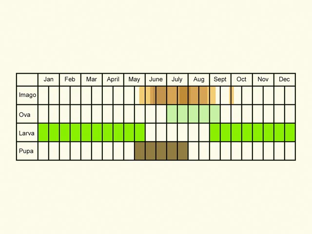  Life stages table Copyright Martin Evans 