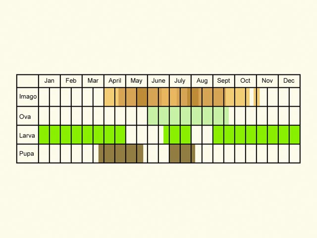  Life stages table Copyright Martin Evans 