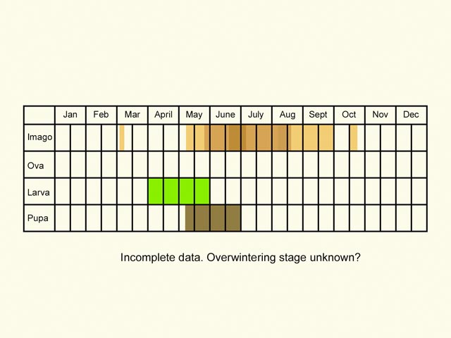  Life stages table Copyright Martin Evans 