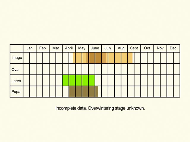  Life stages table Copyright Martin Evans 