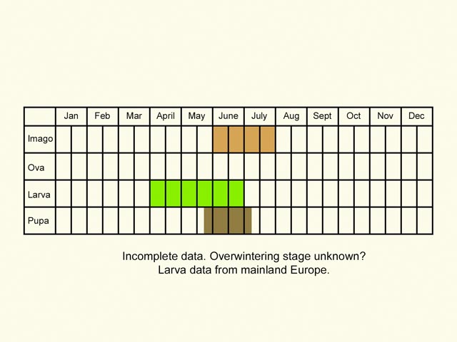  Life stages table Copyright Martin Evans 