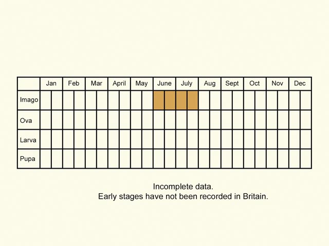  Life stages table Copyright Martin Evans 