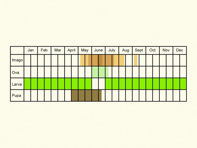  Life stages table Copyright Martin Evans 