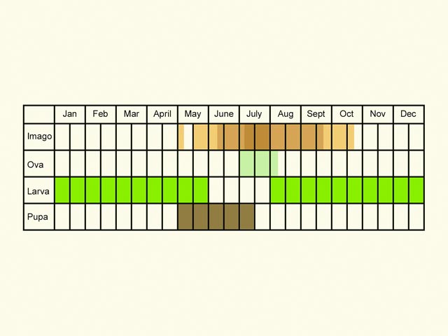  Life stages table Copyright Martin Evans 