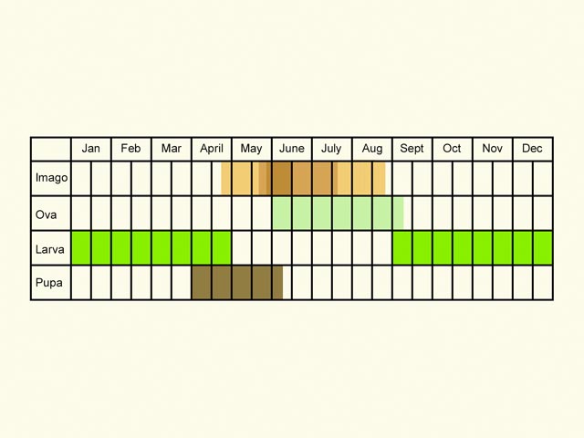  Life stages table Copyright Martin Evans 