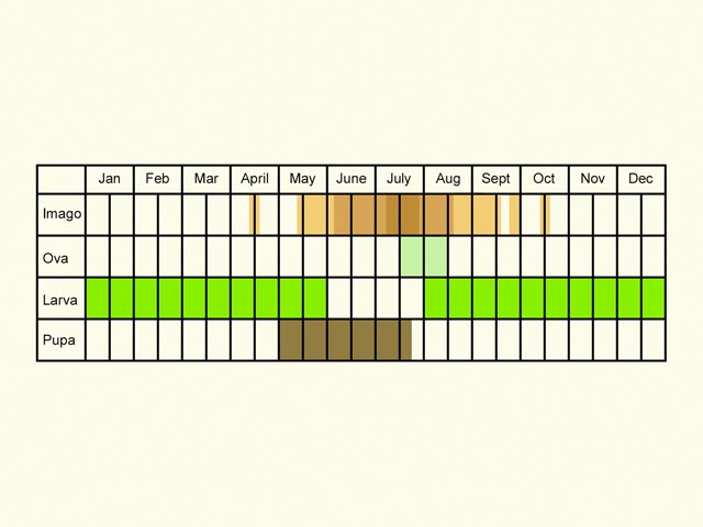  Life stages table Copyright Martin Evans 