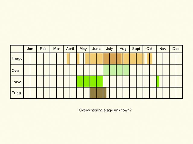  Life stages table Copyright Martin Evans 