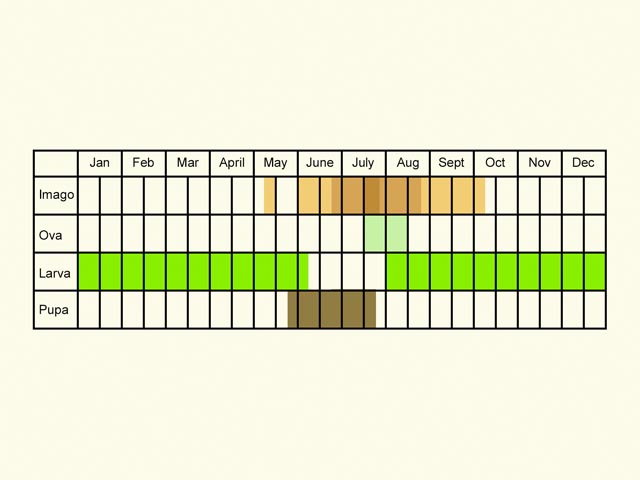  Life stages table Copyright Martin Evans 