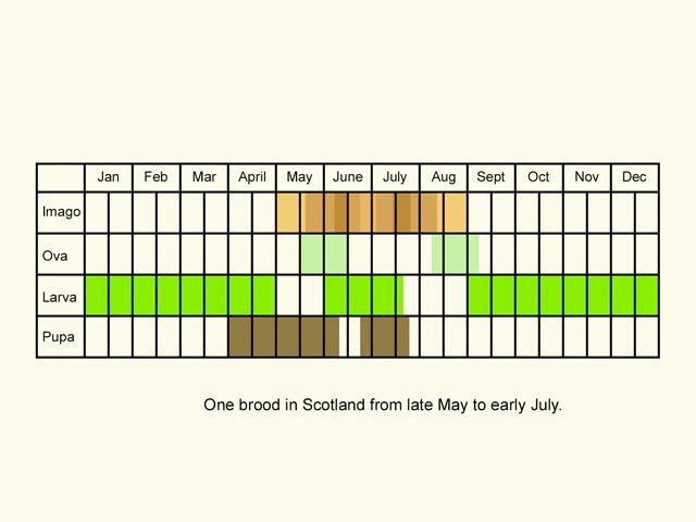  Life stages table Copyright Martin Evans 