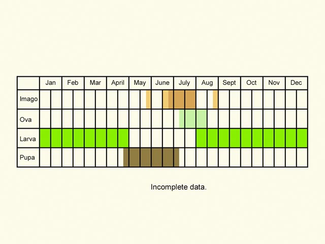  Life stages table Copyright Martin Evans 