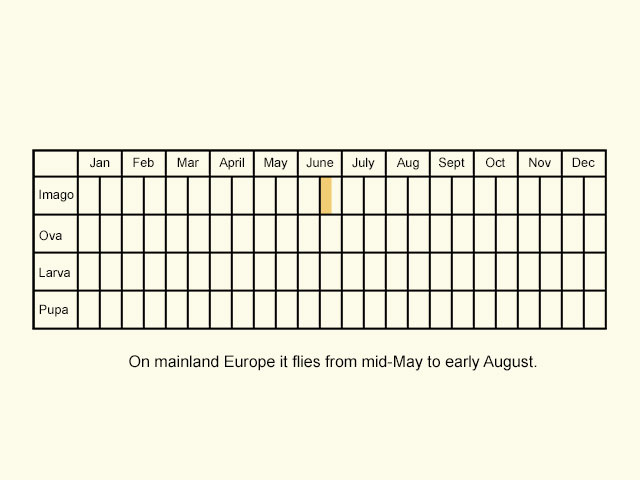  Life stages table Copyright Martin Evans 