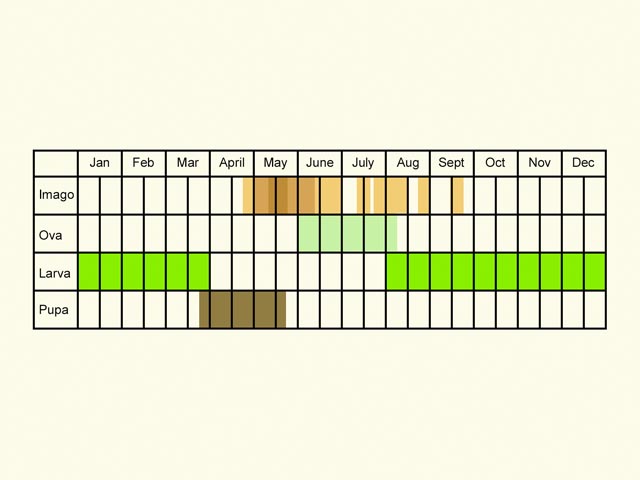  Life stages table Copyright Martin Evans 