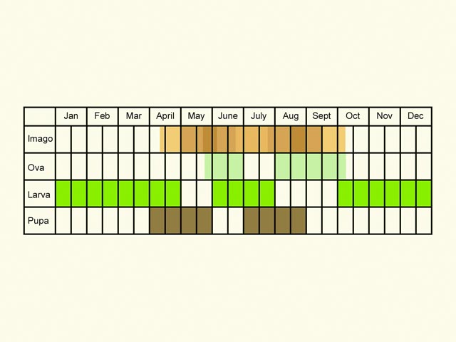  Life stages table Copyright Martin Evans 