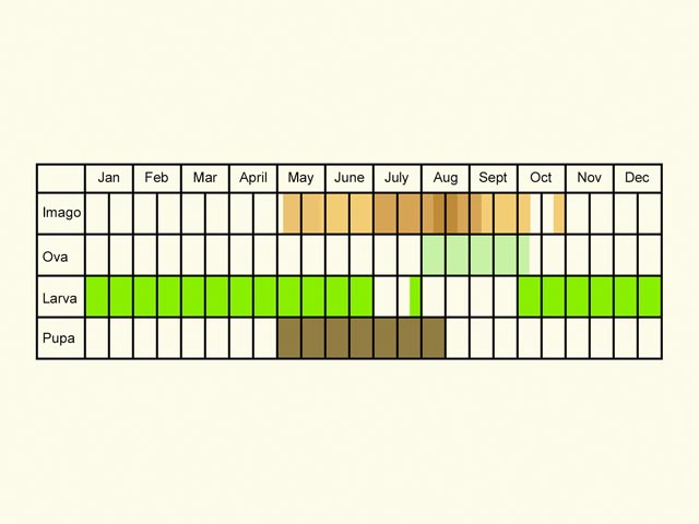  Life stages table Copyright Martin Evans 