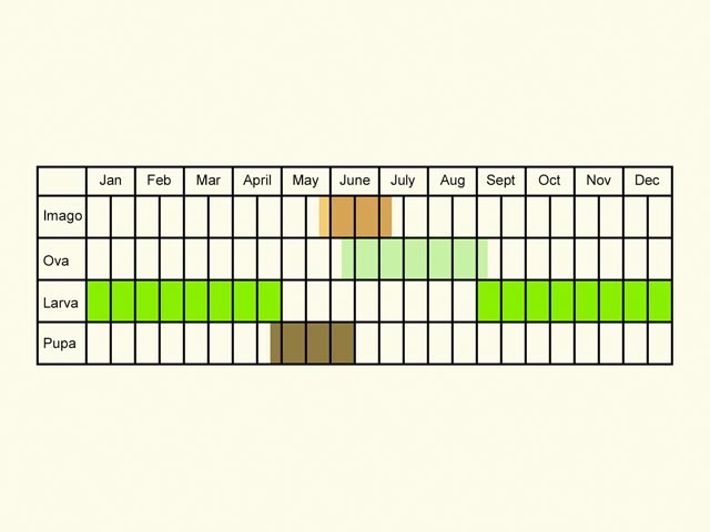  Life stages table Copyright Martin Evans 