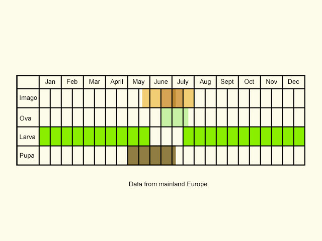  Life stages table Copyright Martin Evans 