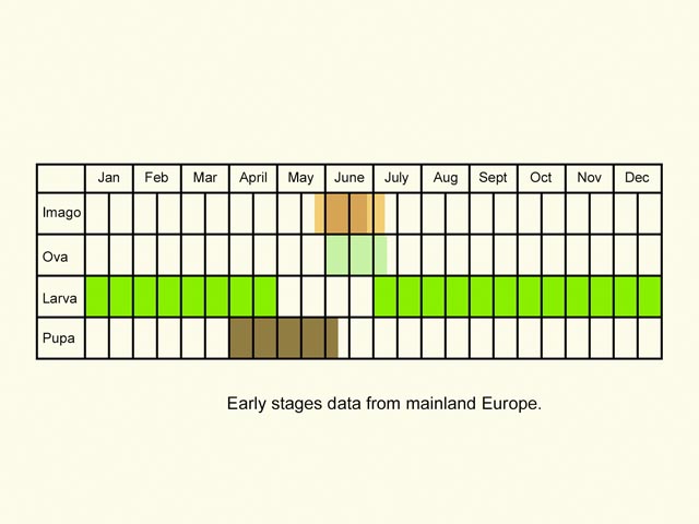  Life stages table Copyright Martin Evans 