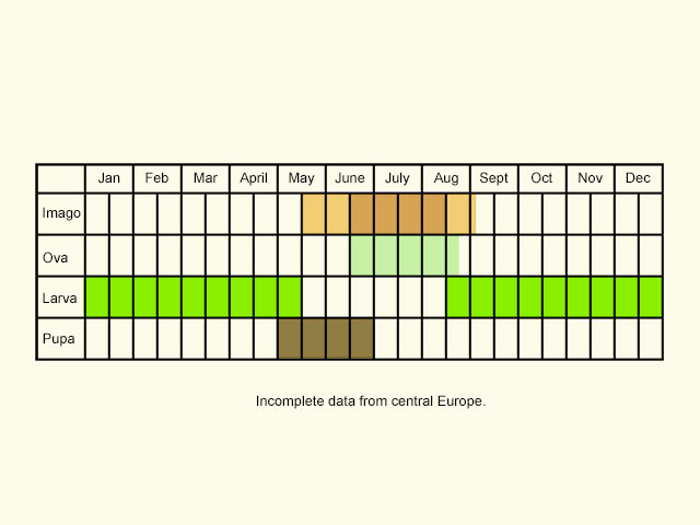  Life stages table Copyright Martin Evans 