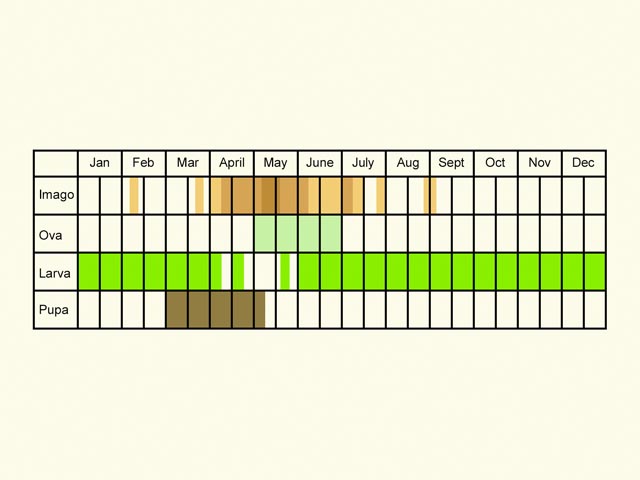  Life stages table Copyright Martin Evans 