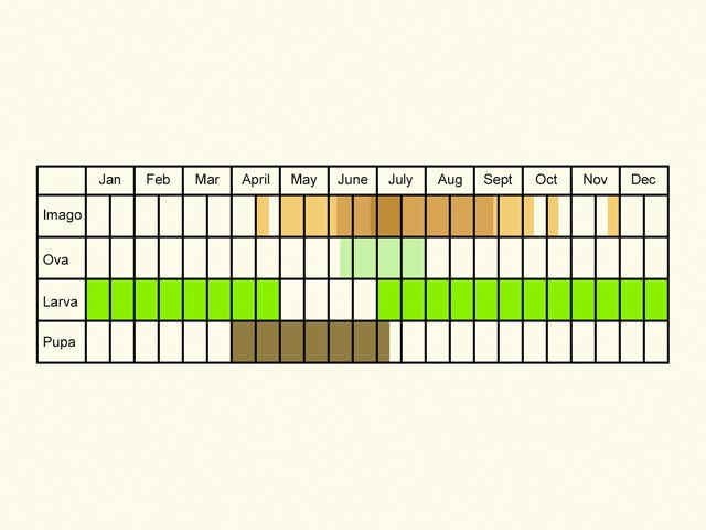  Life stages table Copyright Martin Evans 