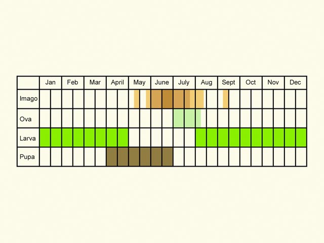  Life stages table Copyright Martin Evans 