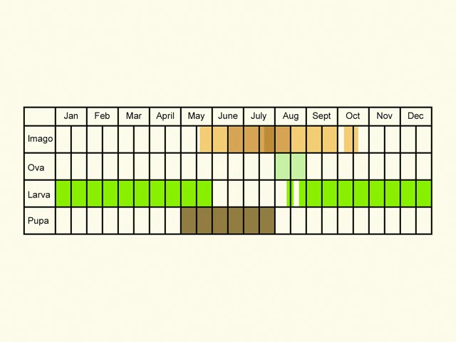  Life stages table Copyright Martin Evans 