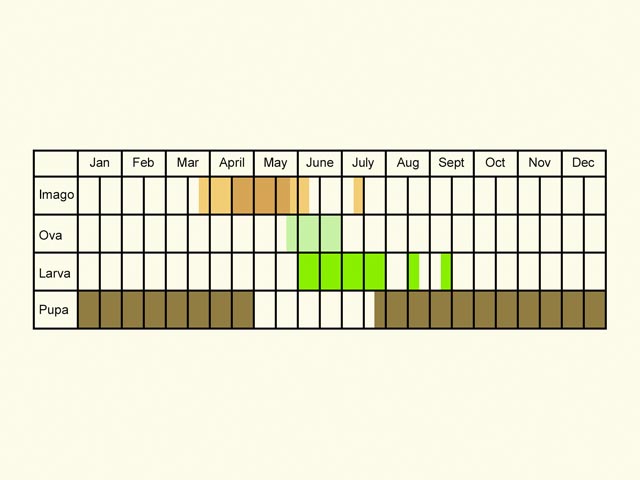  Life stages table Copyright Martin Evans 