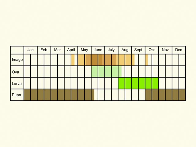  Life stages table Copyright Martin Evans 