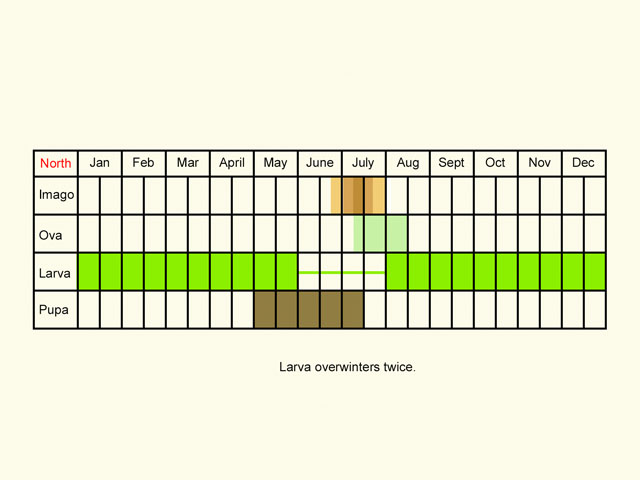  Life stages table Copyright Martin Evans 