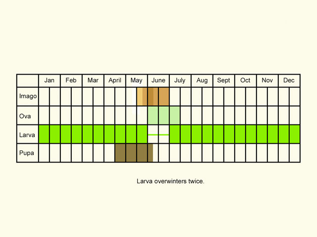  Life stages table Copyright Martin Evans 