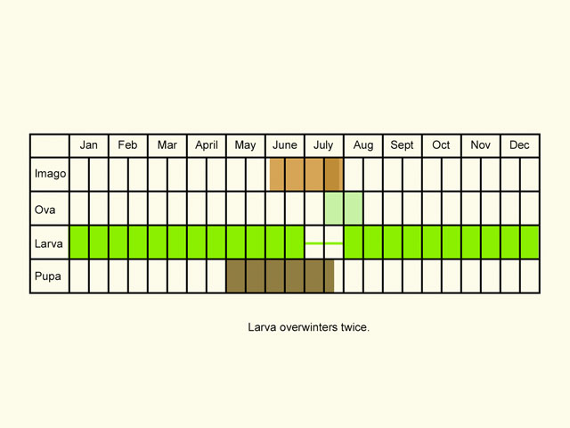  Life stages table Copyright Martin Evans 