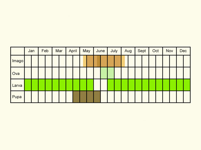  Life stages table Copyright Martin Evans 