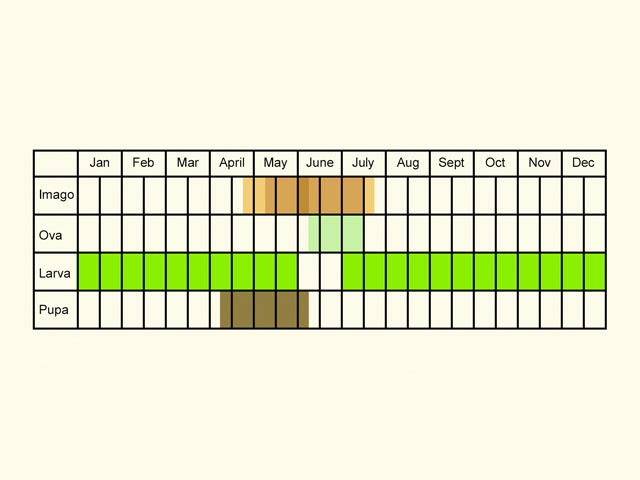  Life stages table Copyright Martin Evans 