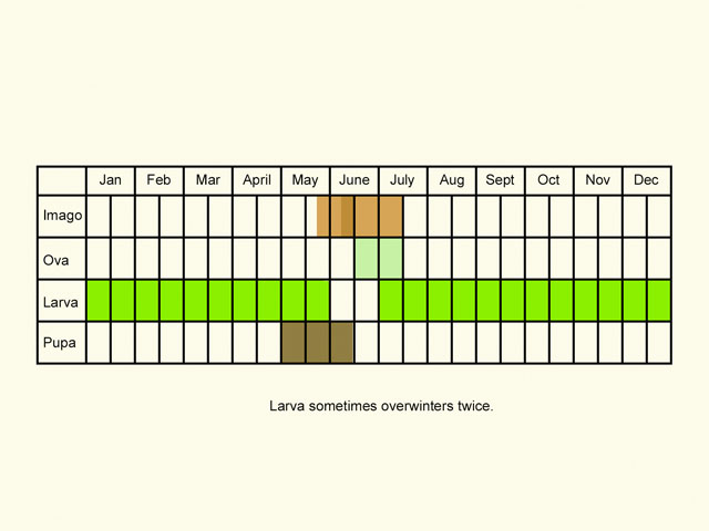  Life stages table Copyright Martin Evans 