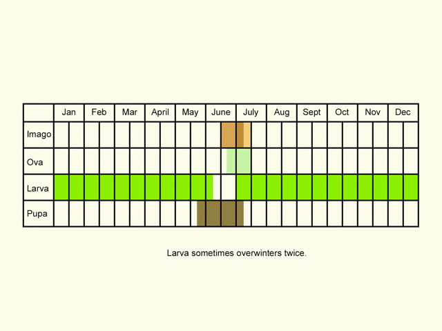  Life stages table Copyright Martin Evans 