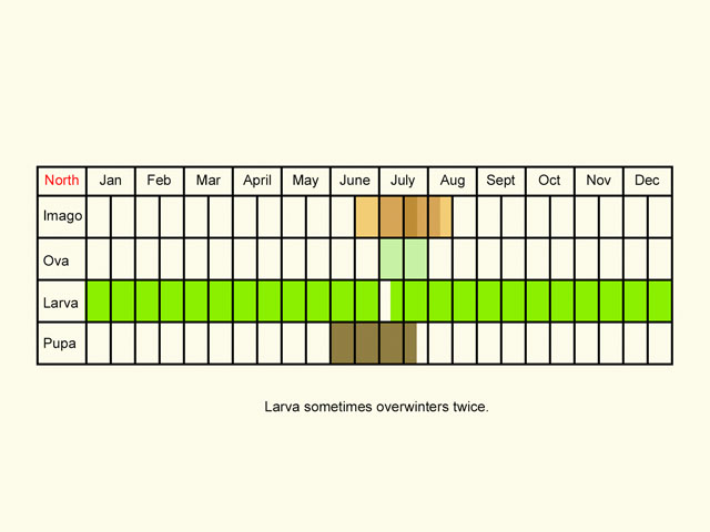  Life stages table Copyright Martin Evans 