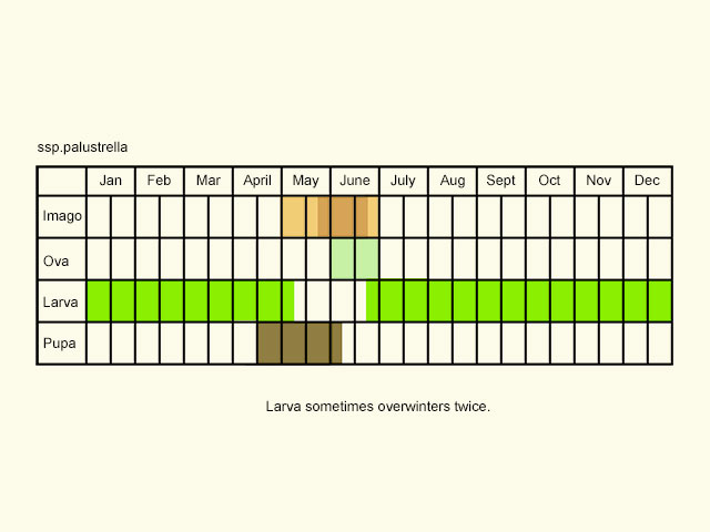  Life stages table Copyright Martin Evans 