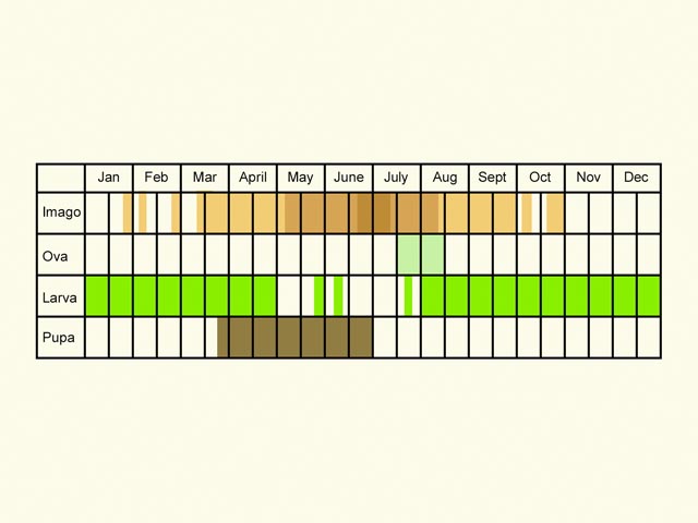  Life stages table Copyright Martin Evans 