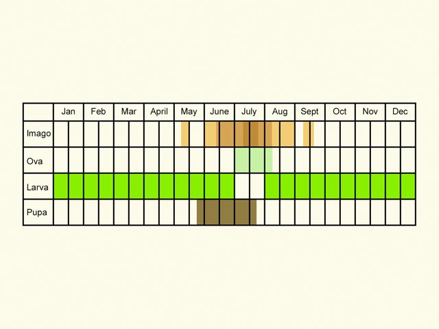  Life stages table Copyright Martin Evans 