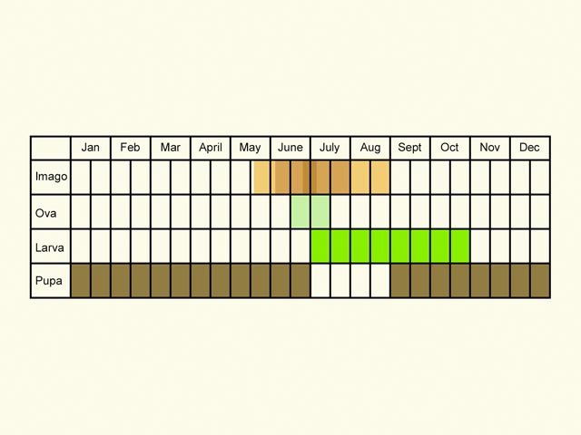  Life stages table Copyright Martin Evans 