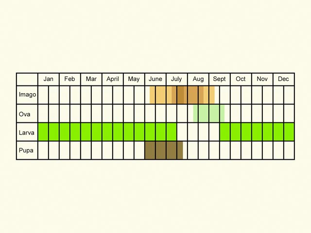  Life stages table Copyright Martin Evans 