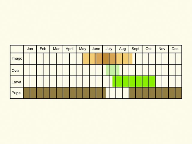  Life stages table Copyright Martin Evans 