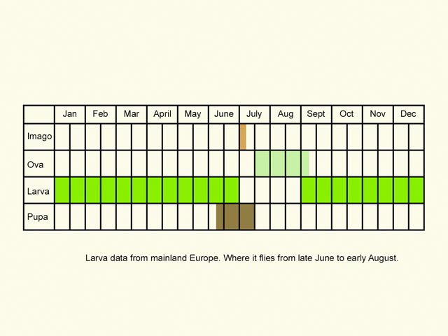  Life stages table Copyright Martin Evans 