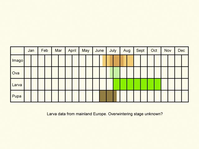  Life stages table Copyright Martin Evans 