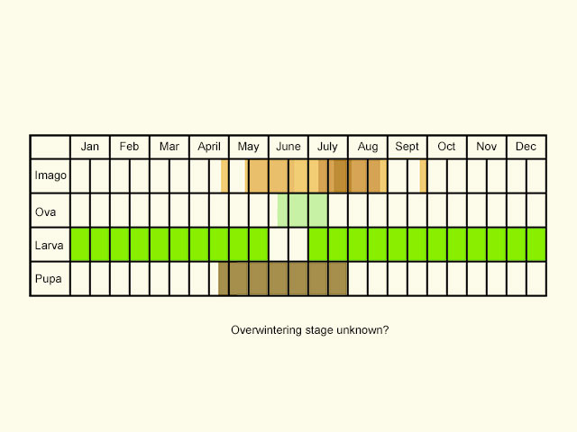  Life stages table Copyright Martin Evans 