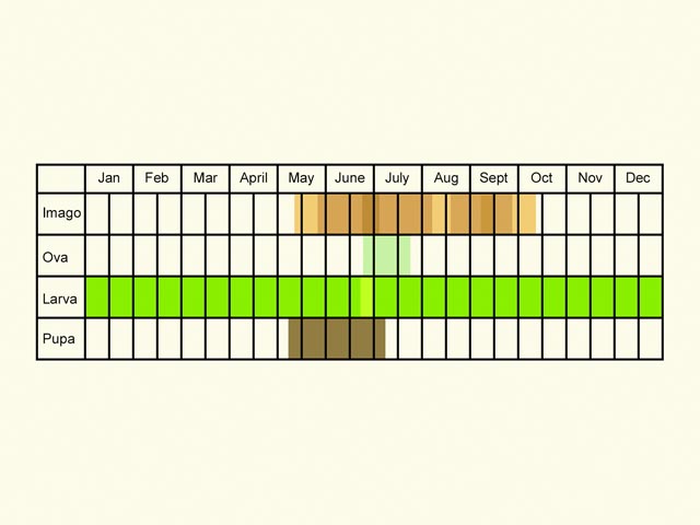  Life stages table Copyright Martin Evans 